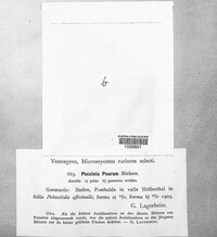 Puccinia poarum image
